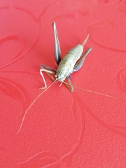 Poecilimon intermedius