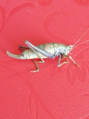 Poecilimon intermedius