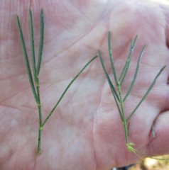 Psoralea affinis