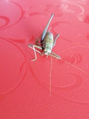 Poecilimon intermedius