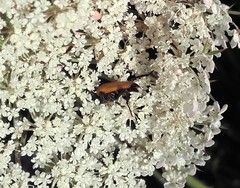 Paracorymbia fulva