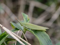 Atractomorpha australis