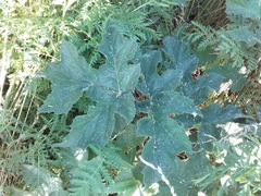 Heracleum sphondylium
