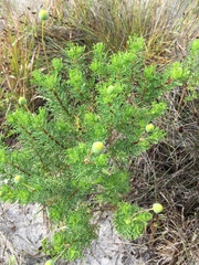 Euryops abrotanifolius