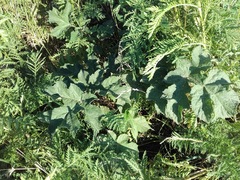 Heracleum sphondylium