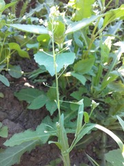 Capsella bursa-pastoris