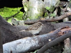 Passer domesticus