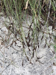 Elegia tectorum