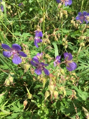 Geranium pratense