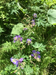 Geranium pratense