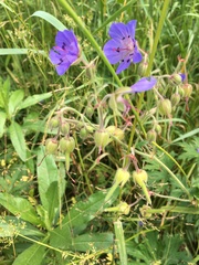 Geranium pratense