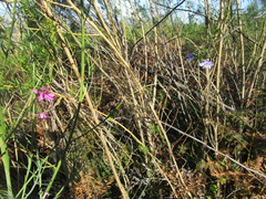 Psoralea affinis