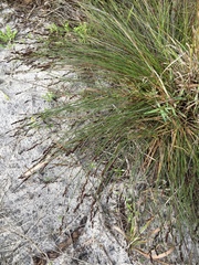 Elegia tectorum