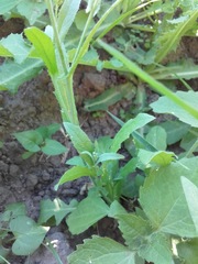 Capsella bursa-pastoris