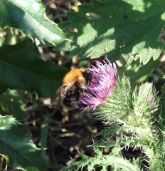 Bombus pascuorum