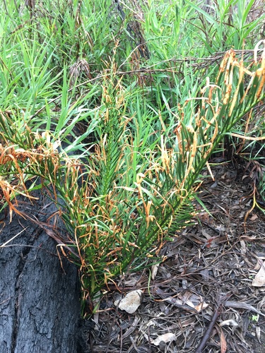 Macrozamia heteromera · iNaturalist Mexico