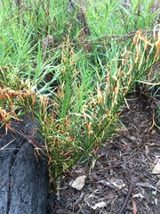 Macrozamia heteromera