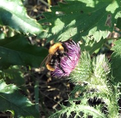 Bombus pascuorum