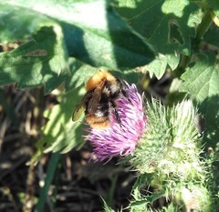 Bombus pascuorum