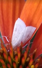 Protodeltote albidula