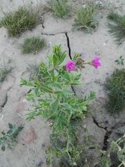 Epilobium hirsutum