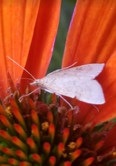 Protodeltote albidula