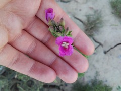 Epilobium hirsutum