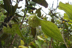 Smilax tomentosa