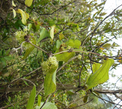 Smilax tomentosa