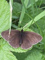 Aphantopus hyperantus