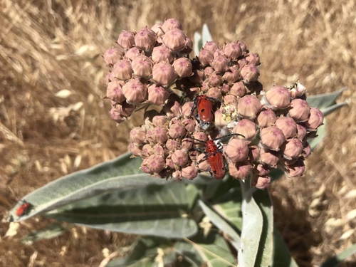 iNaturalist observation photo of Tetraopes basalis