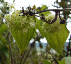 Smilax tomentosa