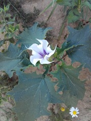 Datura stramonium