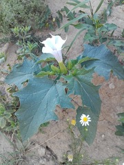 Datura stramonium