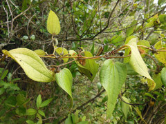 Smilax tomentosa
