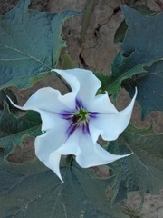Datura stramonium
