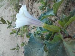 Datura stramonium
