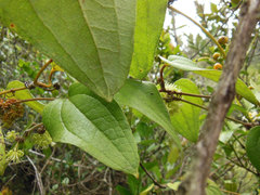 Smilax tomentosa