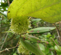 Smilax tomentosa