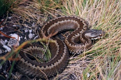Vipera seoanei