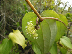 Smilax tomentosa