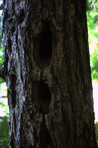 Pileated Woodpecker photographed in New Hampshire