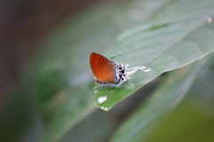 Eooxylides tharis distanti