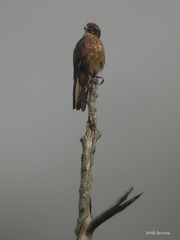 Falco berigora novaeguineae