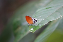 Eooxylides tharis distanti