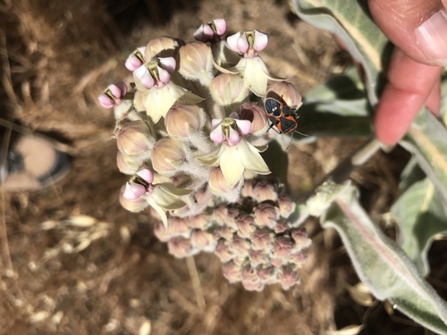 iNaturalist observation photo of Small Milkweed Bug