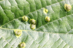 Phytoptus abnormis