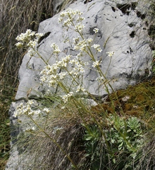 Saxifraga hostii