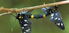 Amata ragazzii