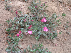 Oenothera deserticola